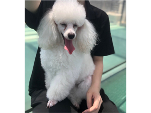 生徒が撮影したモデル犬♪ 